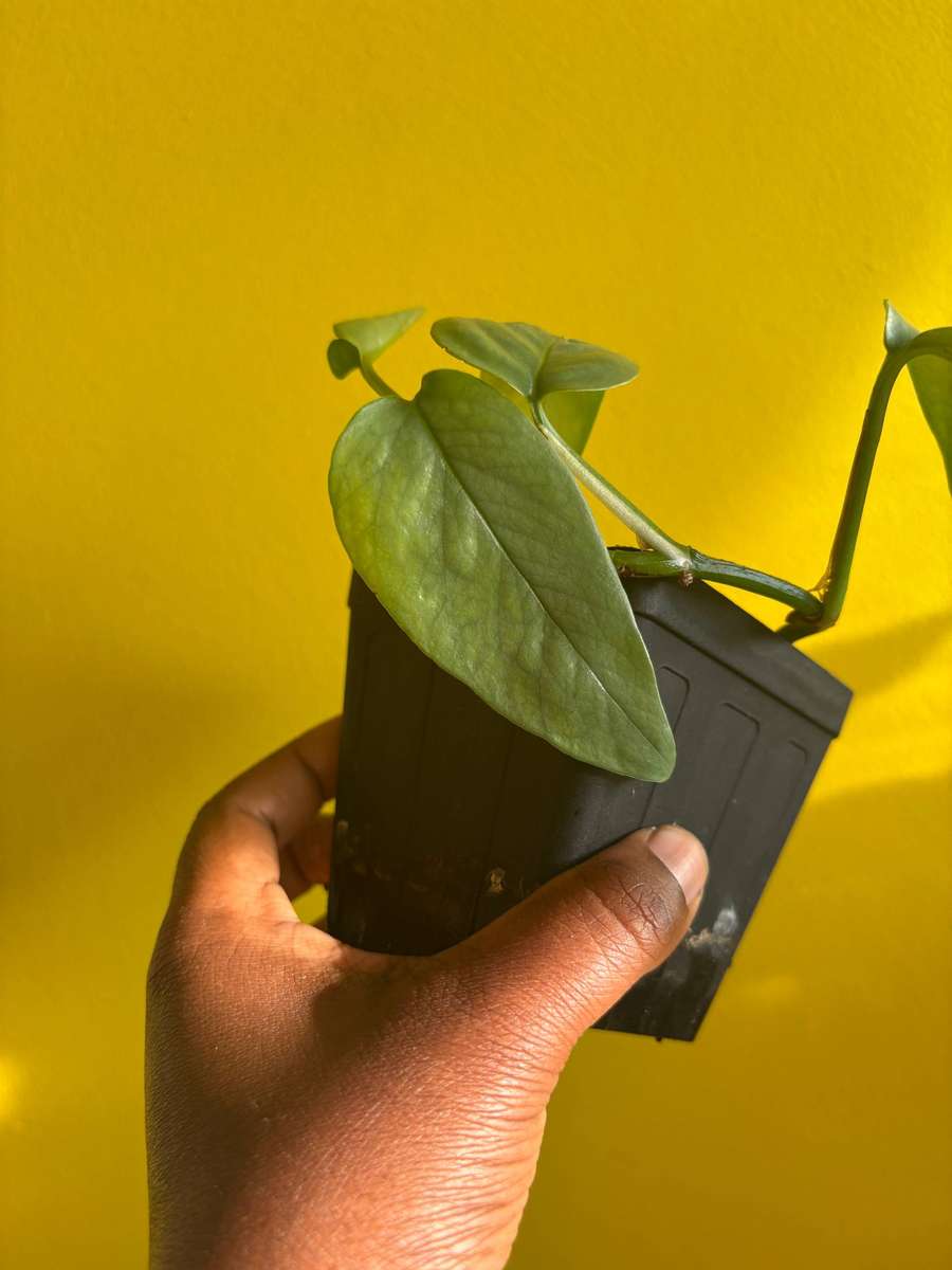 Cebu Blue Pothos