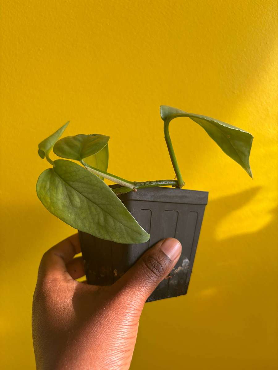 Cebu Blue Pothos