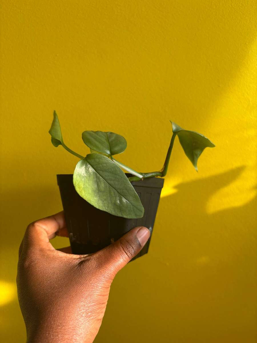 Cebu Blue Pothos