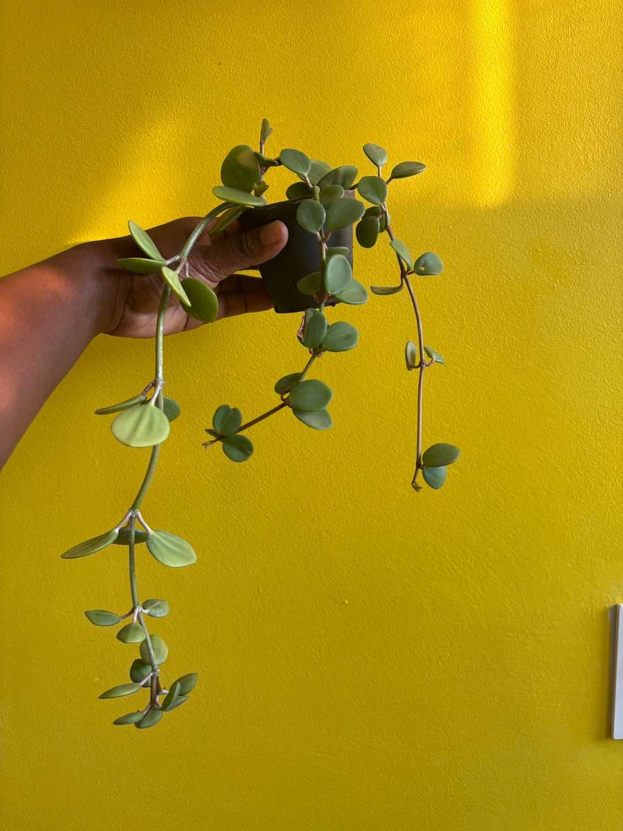 Peperomia Hope