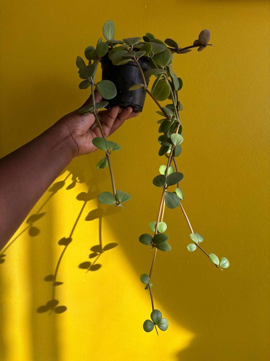 Peperomia Hope