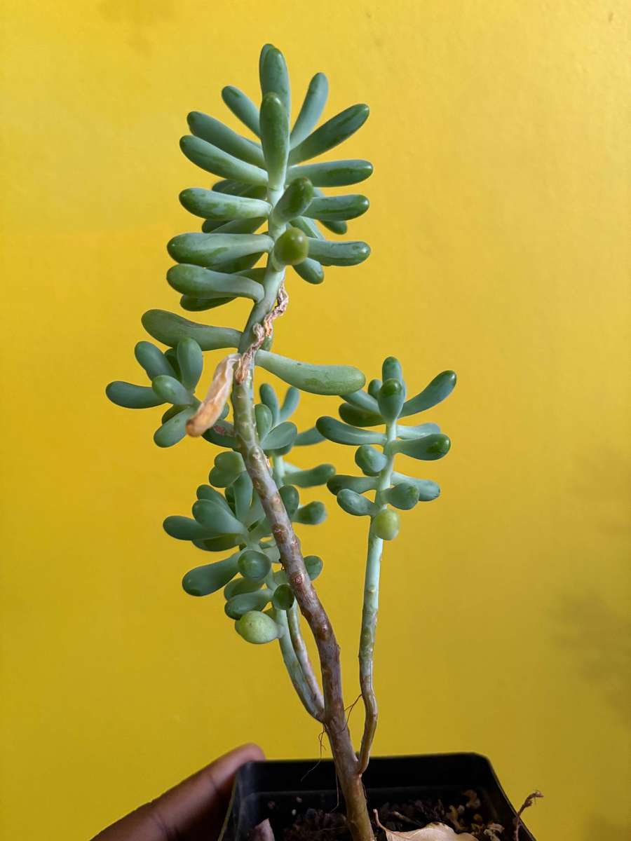 Jelly bean succulent