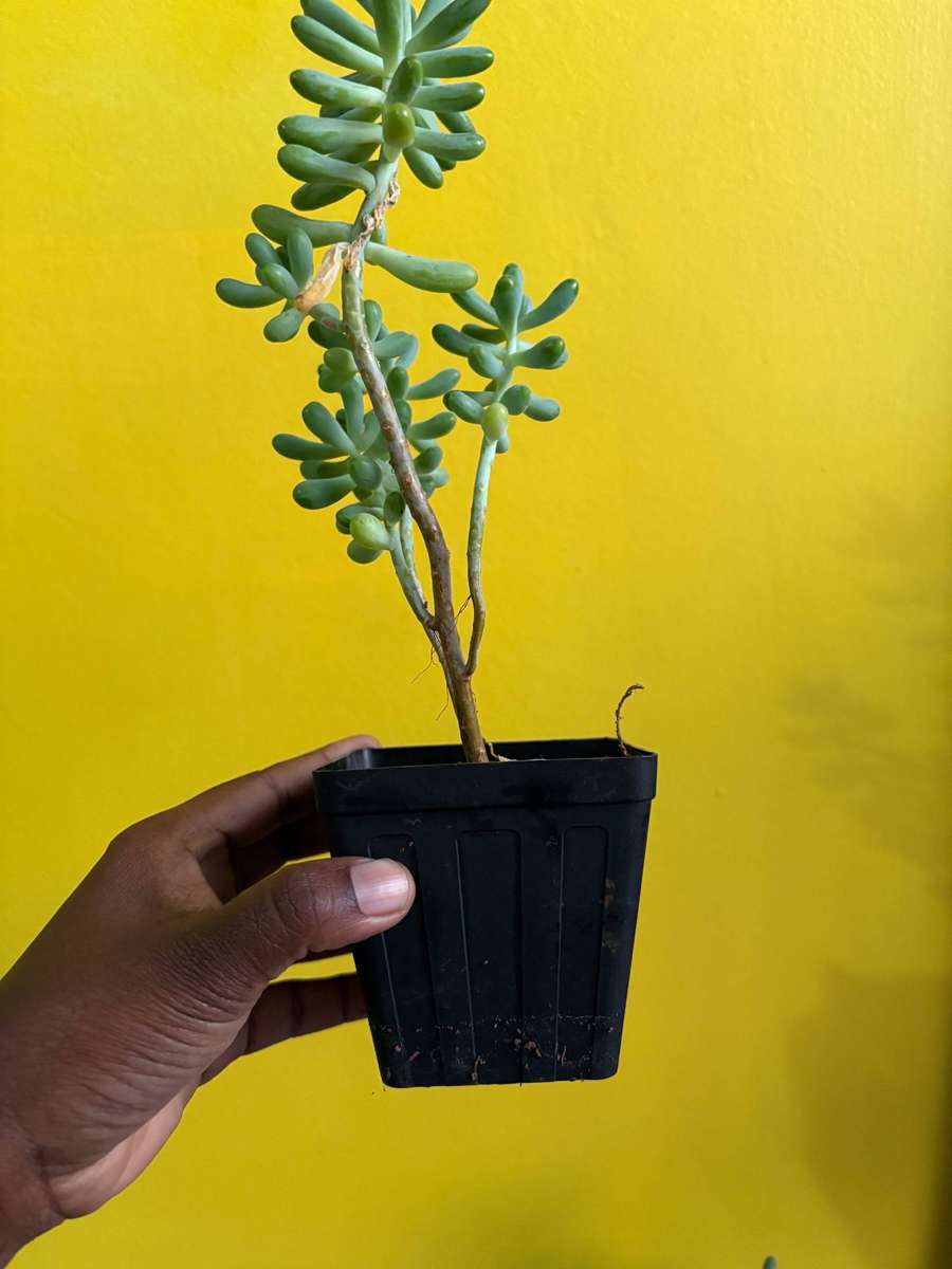 Jelly bean succulent