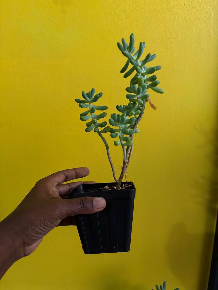 Jelly bean succulent