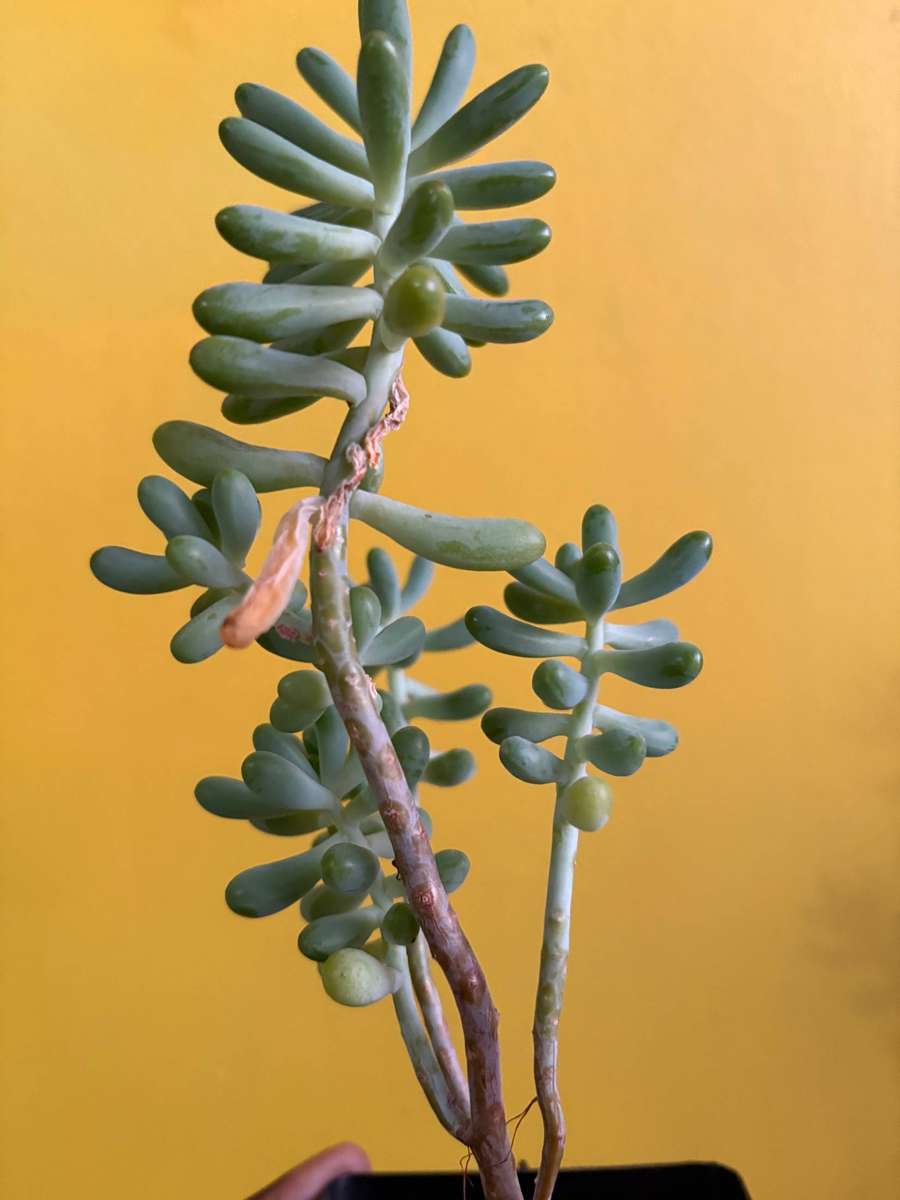 Jelly bean succulent