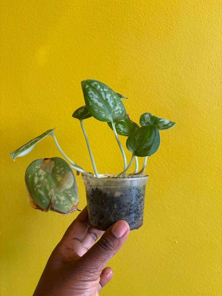 Cebu Blue Pothos