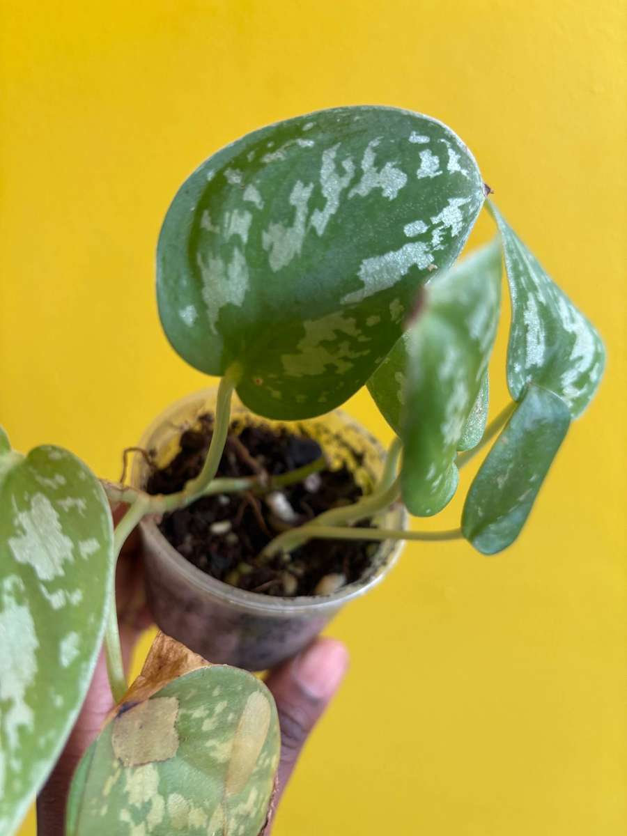 Cebu Blue Pothos