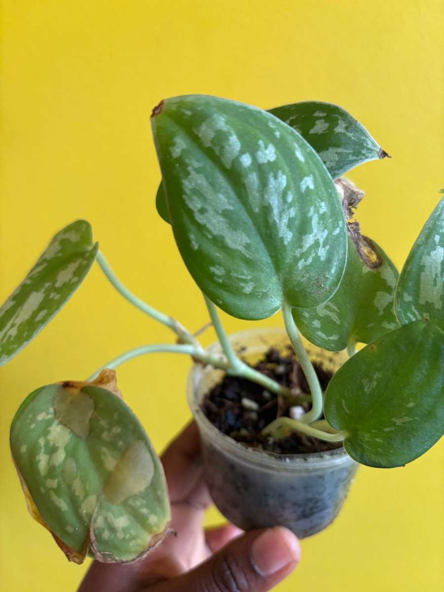 Cebu Blue Pothos