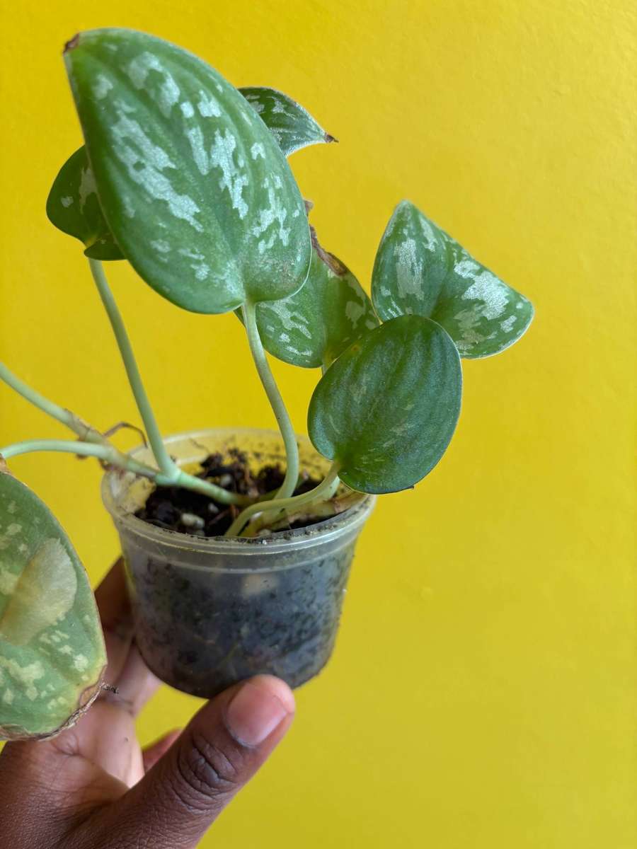 Cebu Blue Pothos