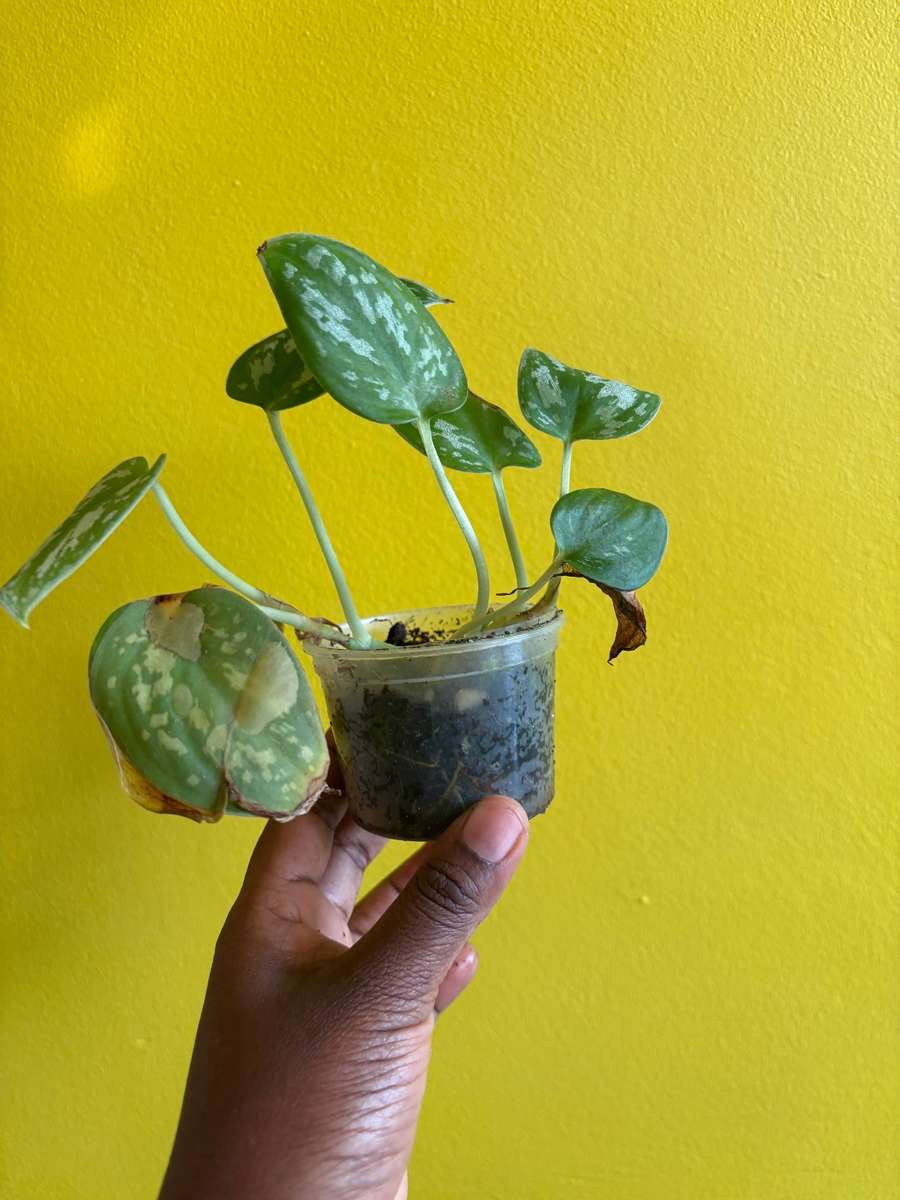 Cebu Blue Pothos