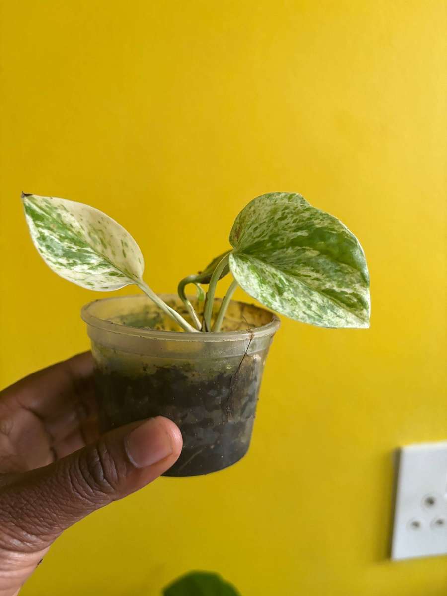 Marble Queen Pothos