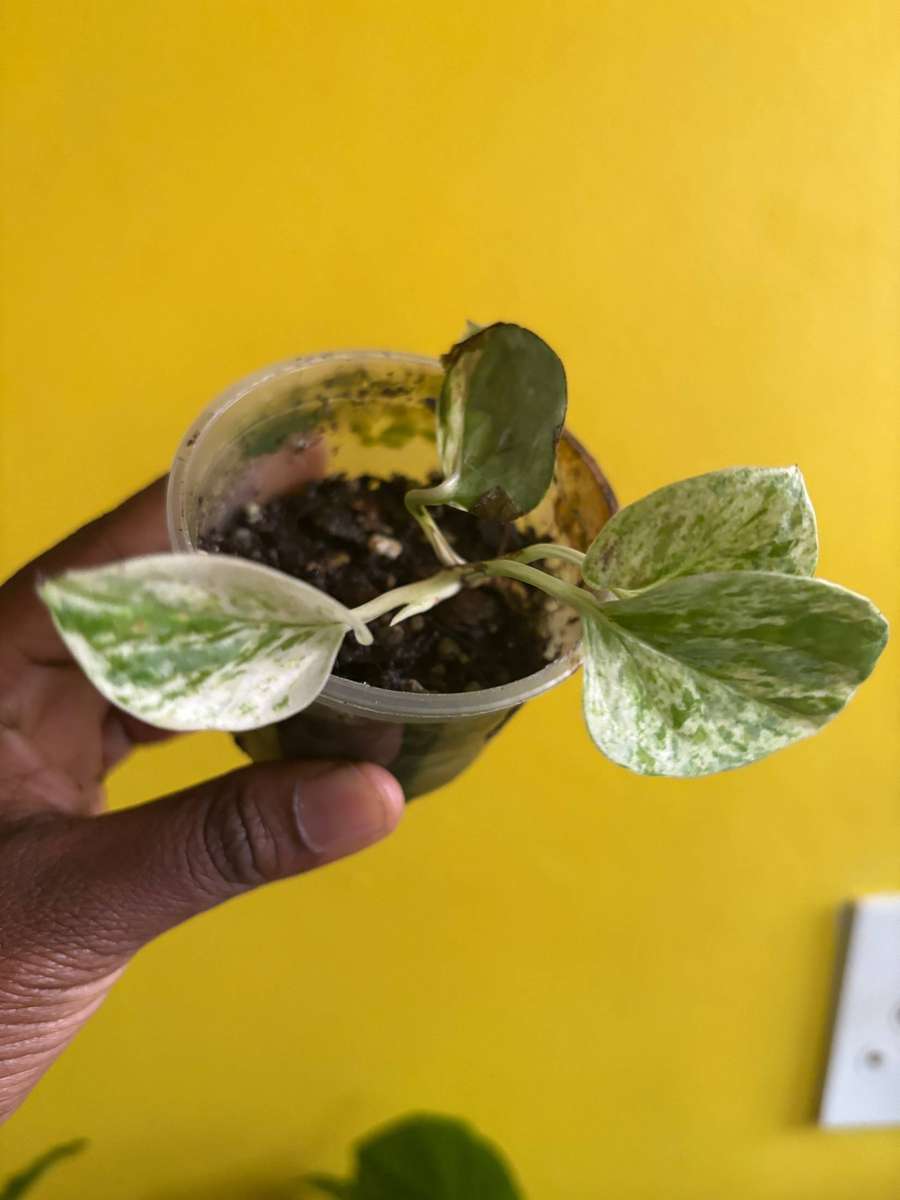 Marble Queen Pothos