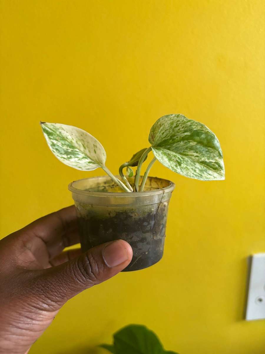 Marble Queen Pothos