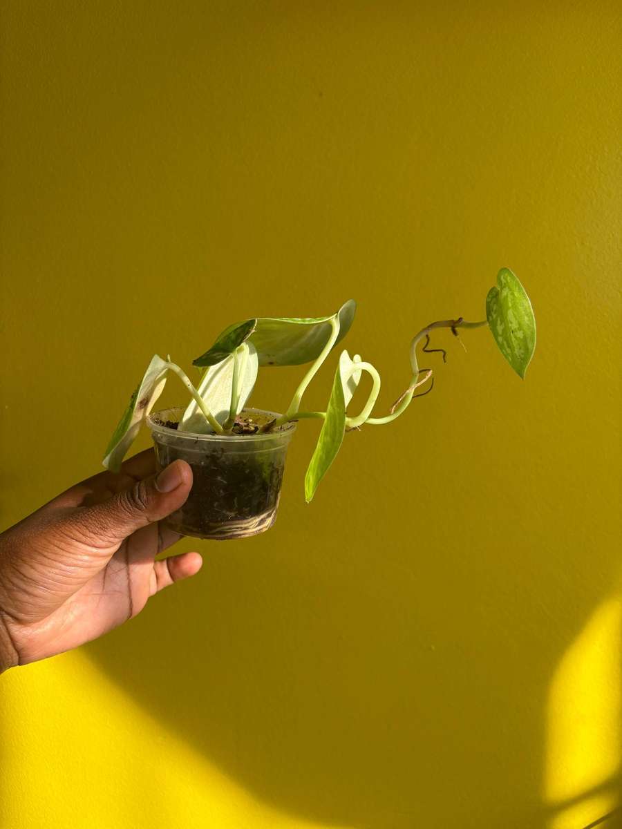 Pothos Pictus