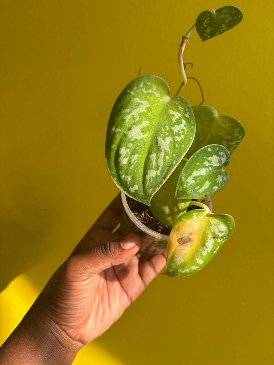 Pothos Pictus