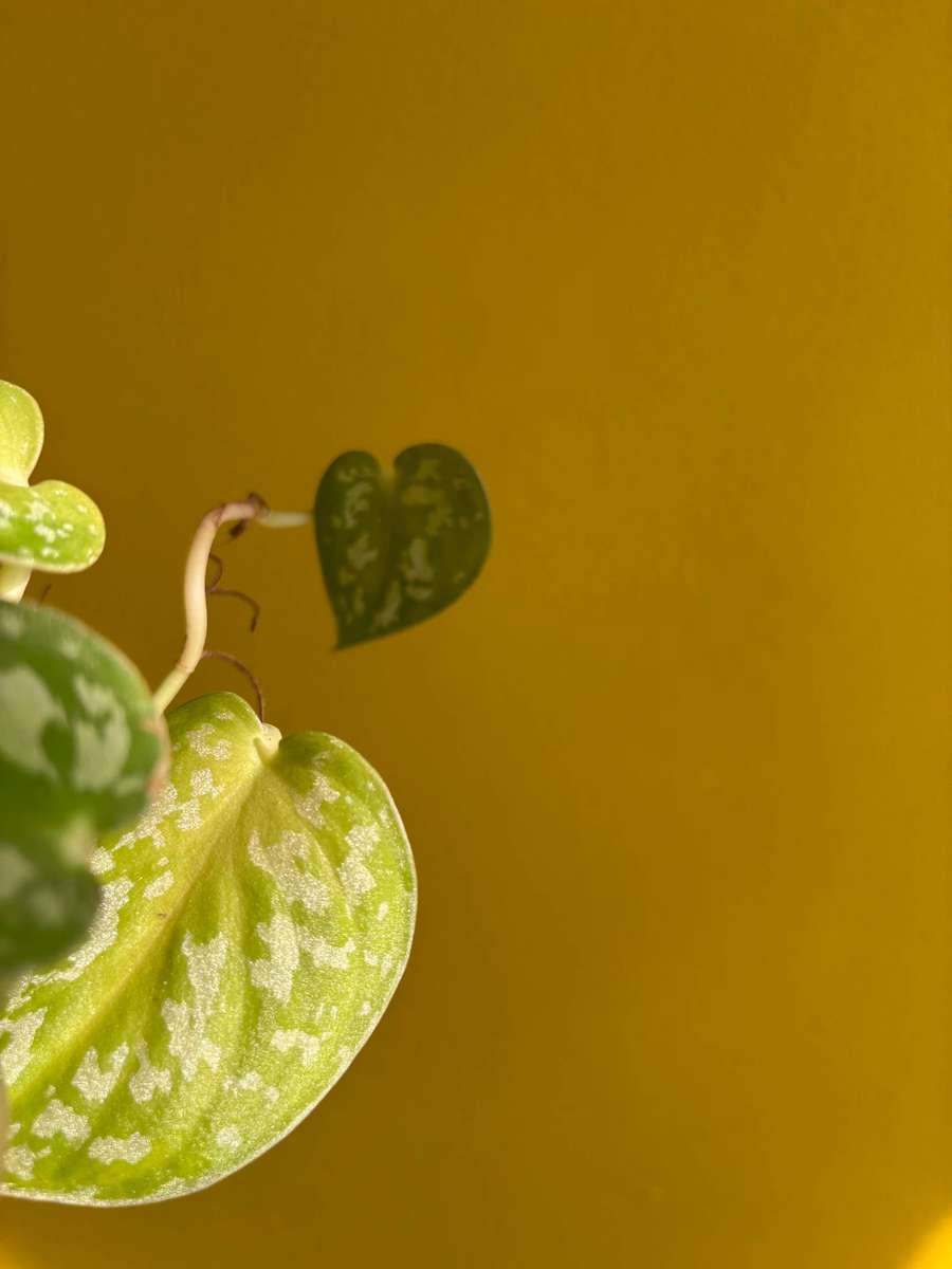 Pothos Pictus
