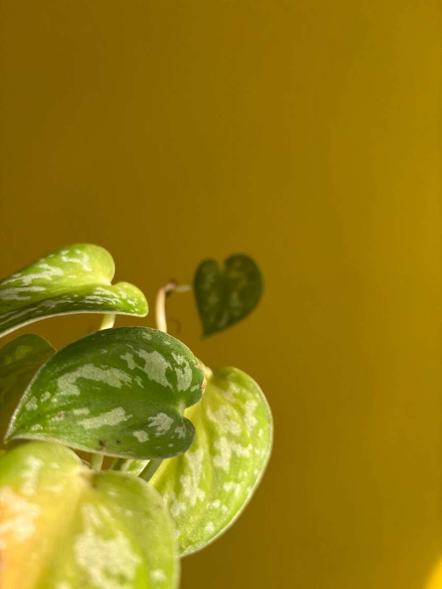 Pothos Pictus