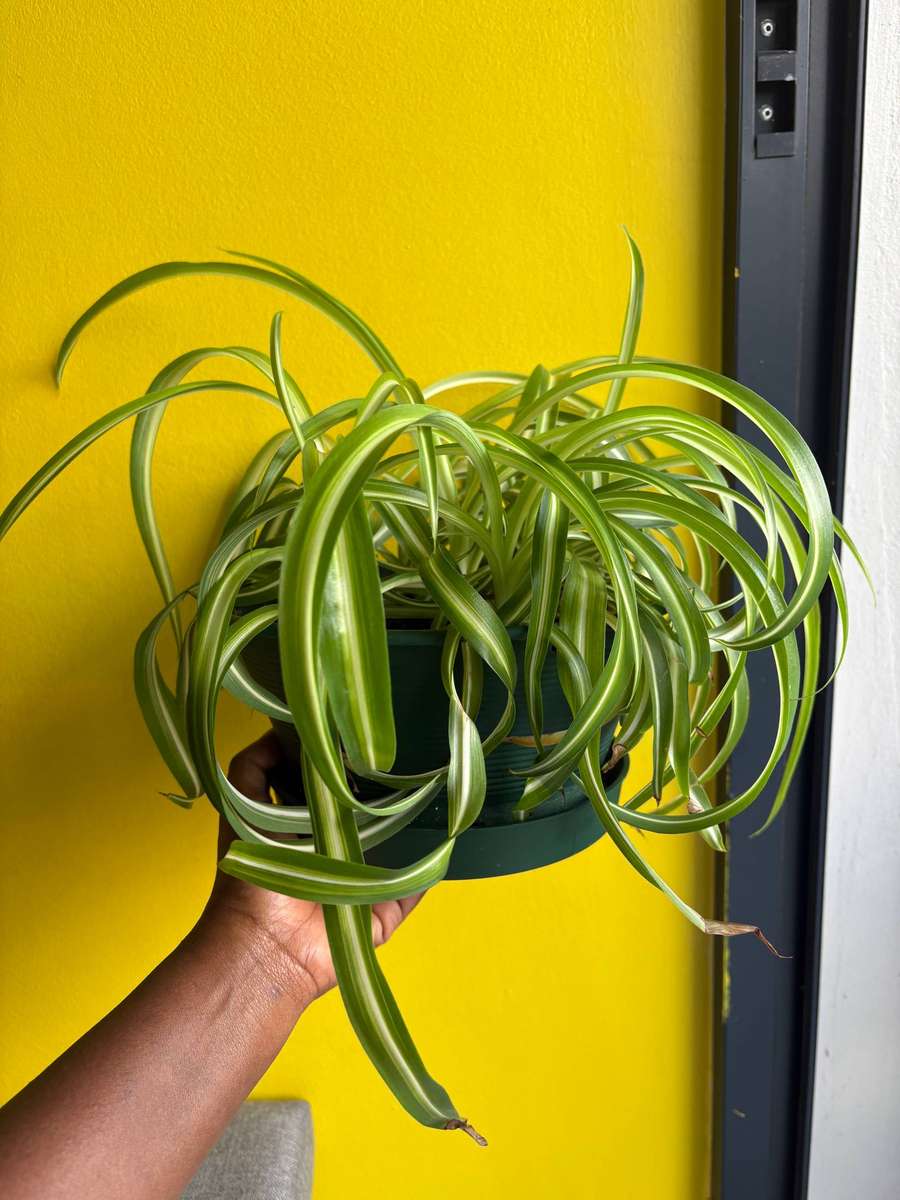 Bonnie spider plant in 20cm hanger