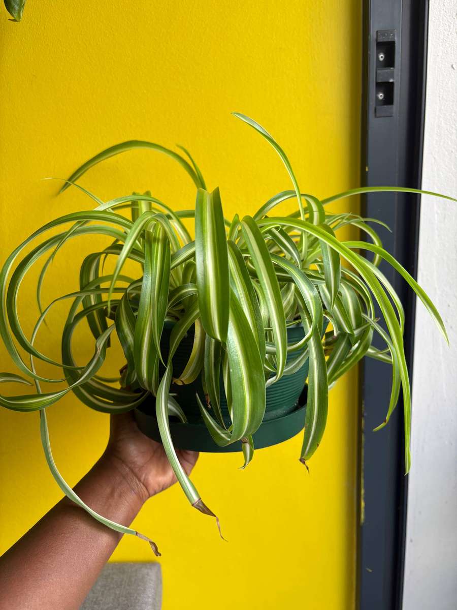 Bonnie spider plant in 20cm hanger