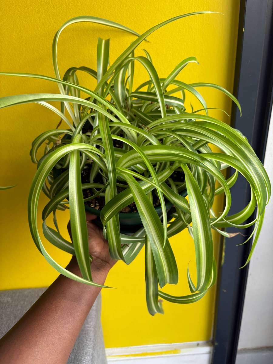 Bonnie spider plant in 20cm hanger