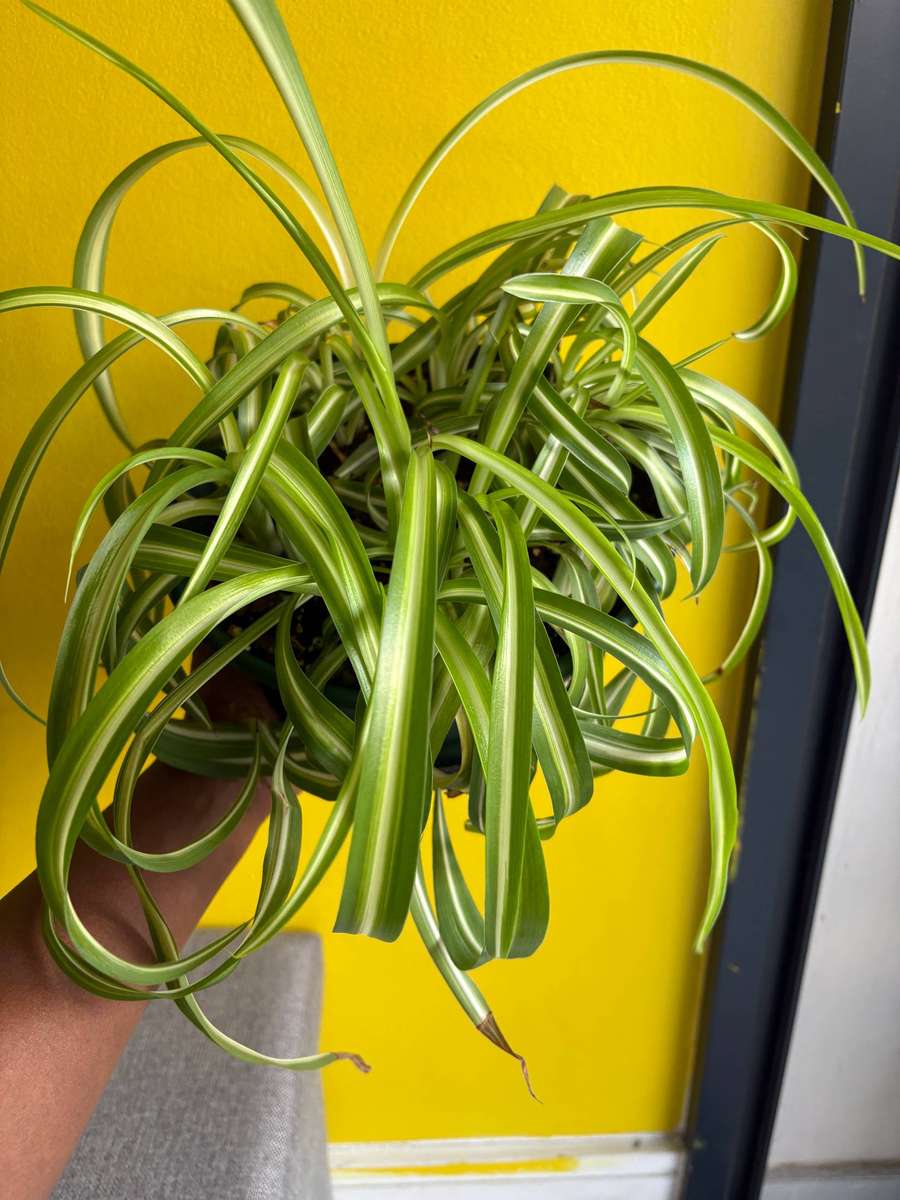 Bonnie spider plant in 20cm hanger