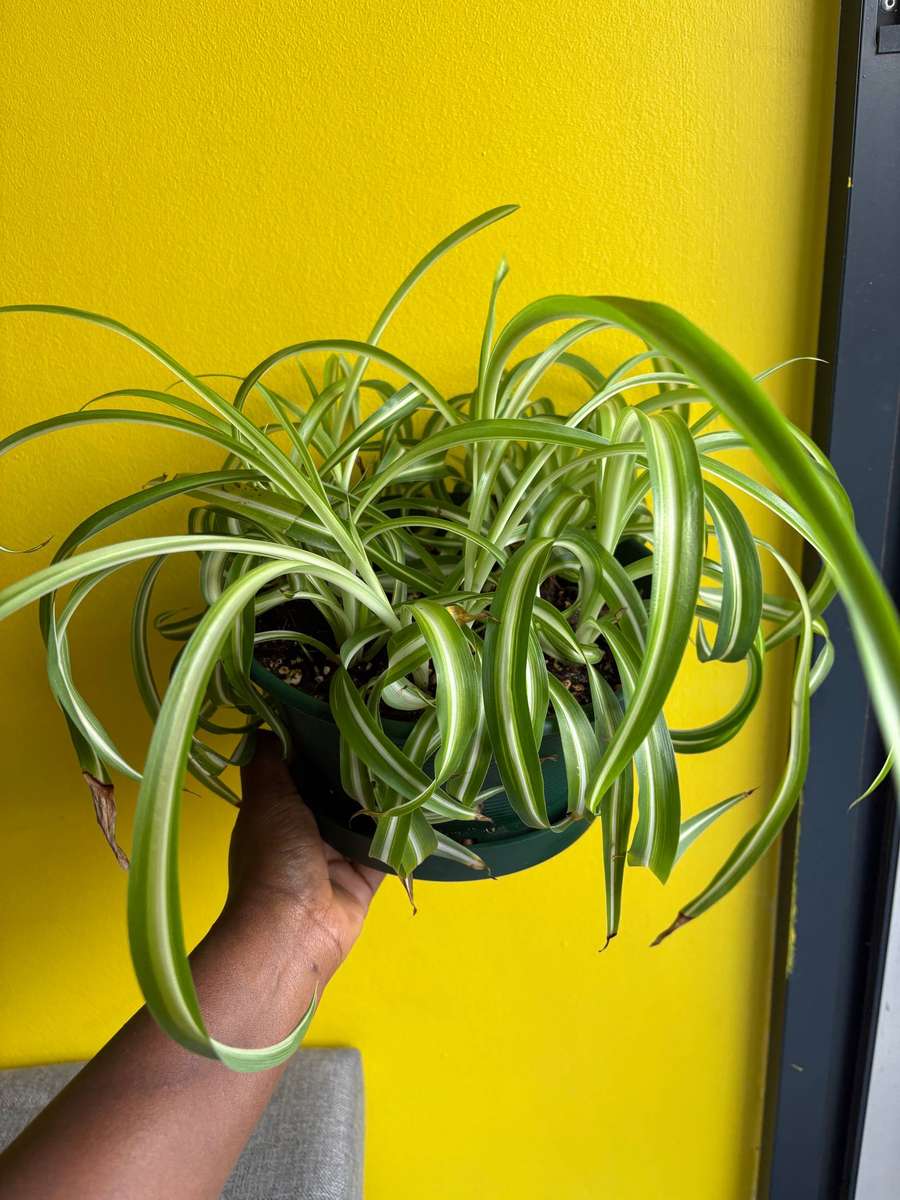 Bonnie spider plant in 20cm hanger