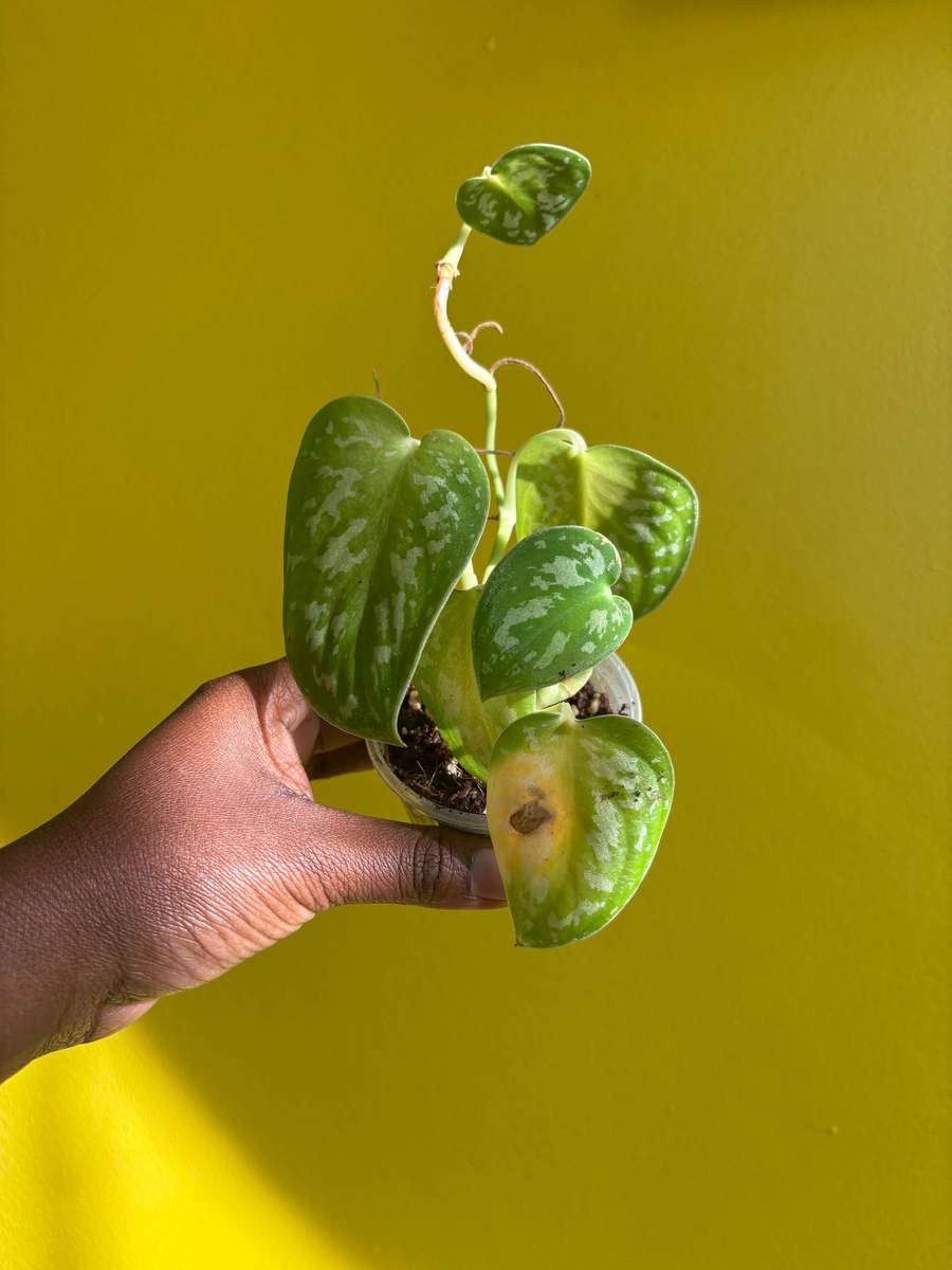 Pothos Pictus