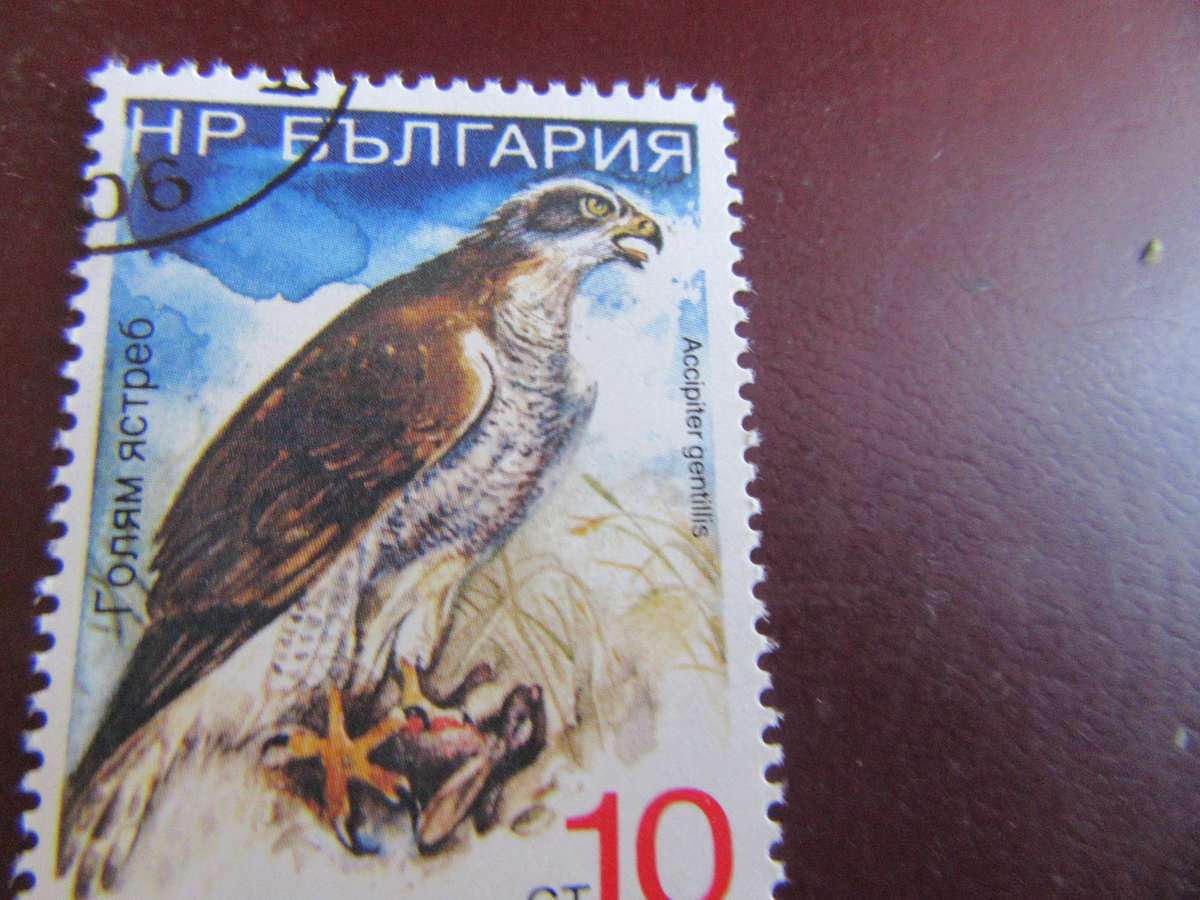 RUSSIA BIRDS - P23
