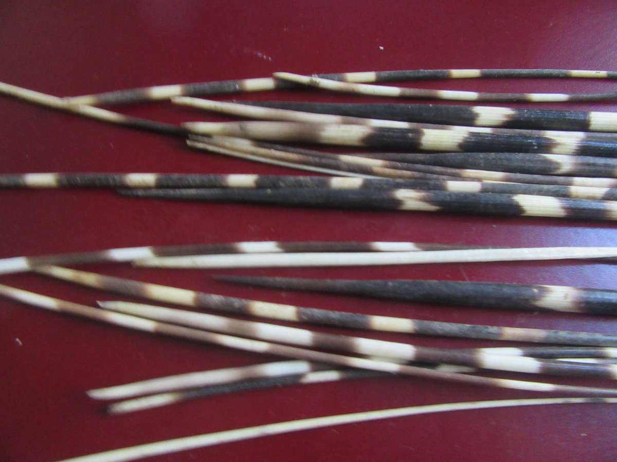 75 VARIOUS PORCUPINE QUILLS- AS [ PER SCAN - BID PER ITEM