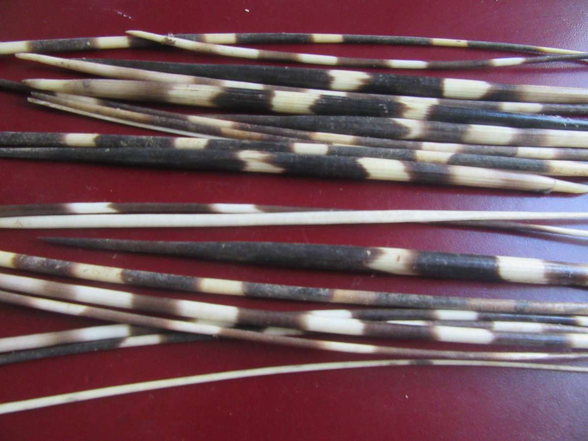 75 VARIOUS PORCUPINE QUILLS- AS [ PER SCAN - BID PER ITEM