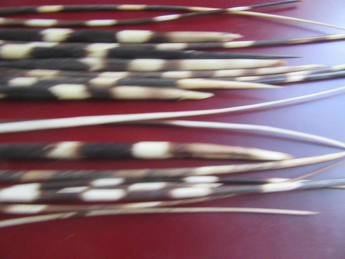 75 VARIOUS PORCUPINE QUILLS- AS [ PER SCAN - BID PER ITEM