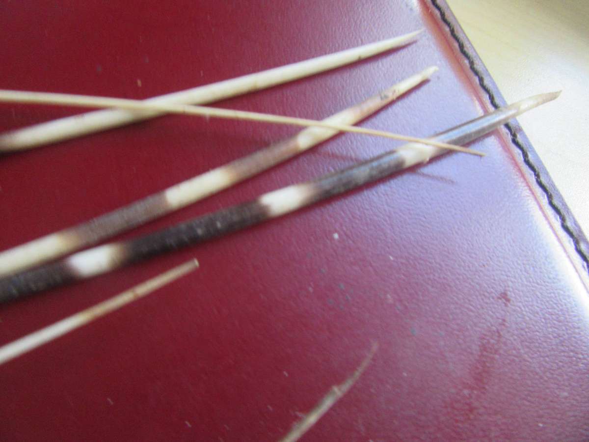 75 VARIOUS PORCUPINE QUILLS- AS [ PER SCAN - BID PER ITEM