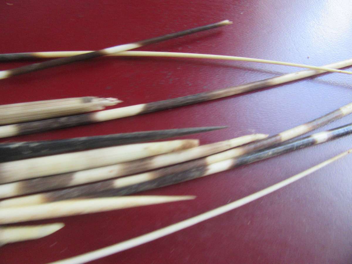 75 VARIOUS PORCUPINE QUILLS- AS [ PER SCAN - BID PER ITEM