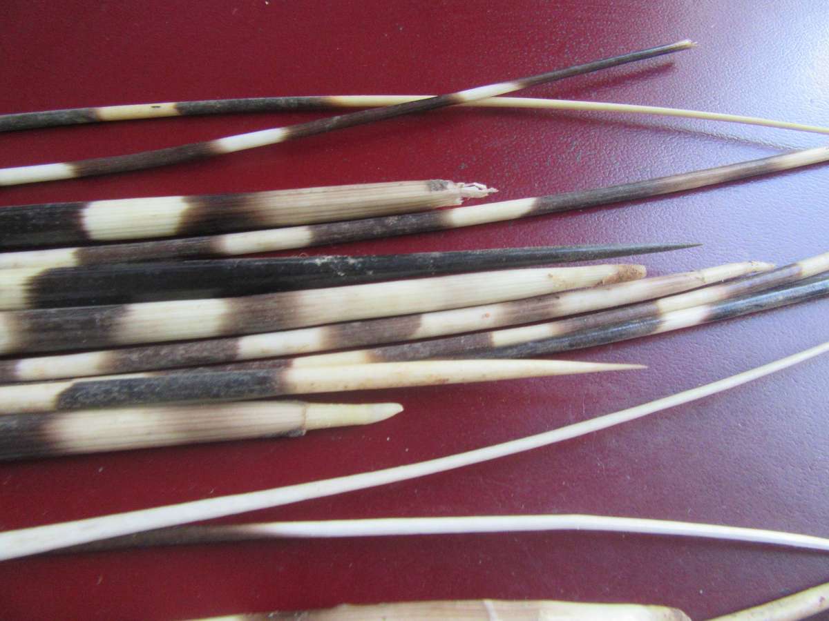 75 VARIOUS PORCUPINE QUILLS- AS [ PER SCAN - BID PER ITEM