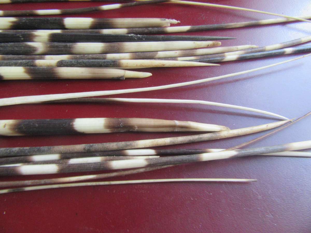 75 VARIOUS PORCUPINE QUILLS- AS [ PER SCAN - BID PER ITEM