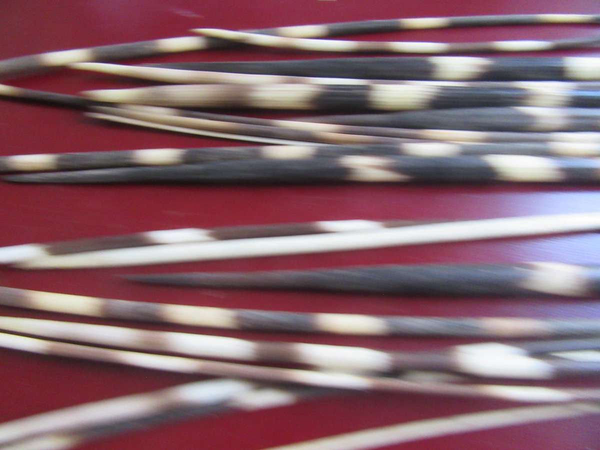 75 VARIOUS PORCUPINE QUILLS- AS [ PER SCAN - BID PER ITEM