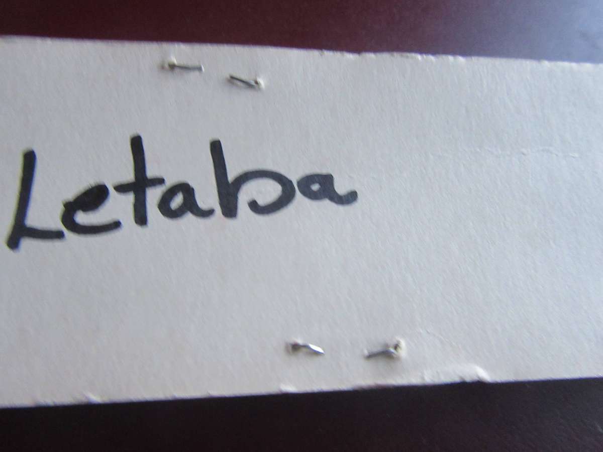 COLLECTOR SPOON LETABA