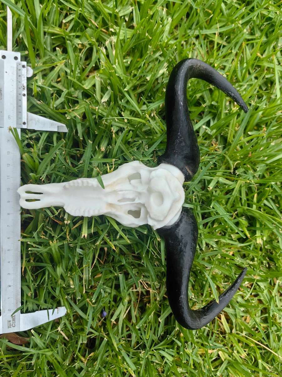 3D Printed Buffalo Skull