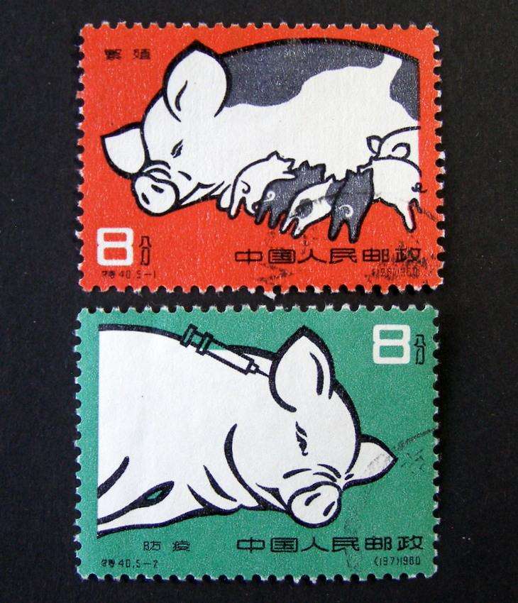 CHINA - Pig Breeding 1960