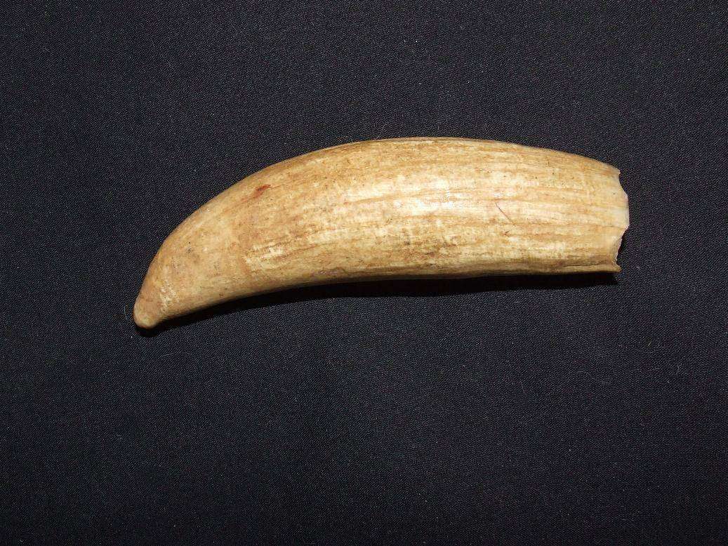 Sperm Whale Tooth