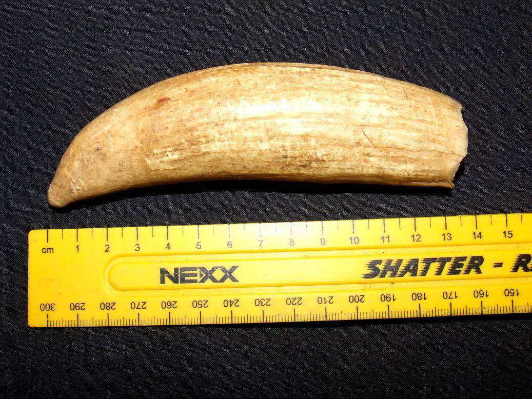 Sperm Whale Tooth