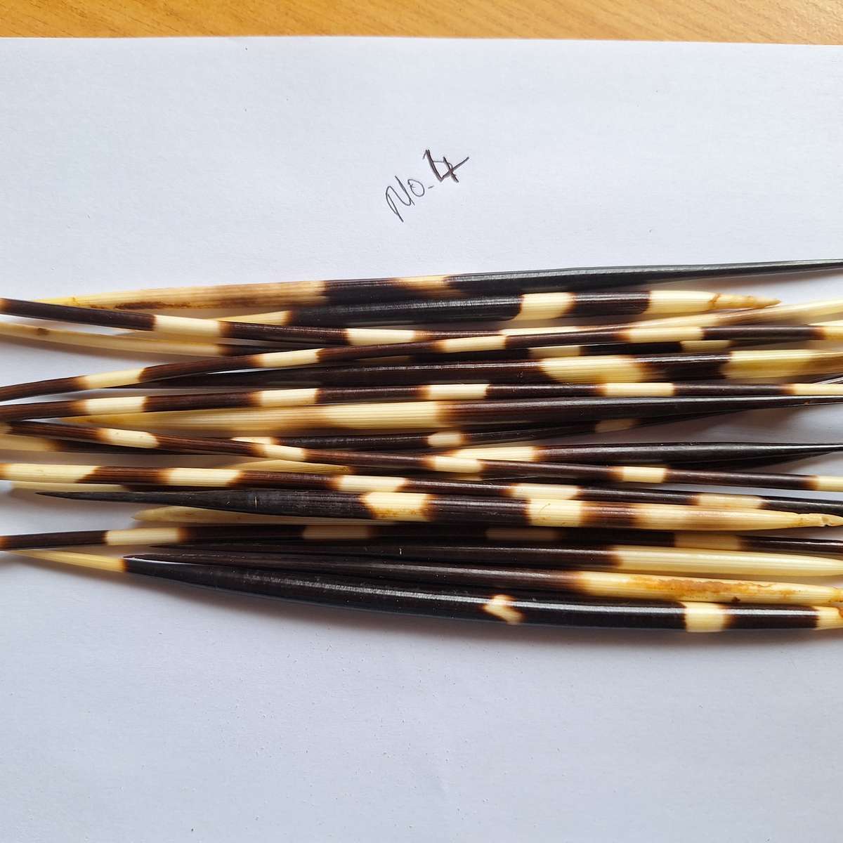 Porcupine Quills