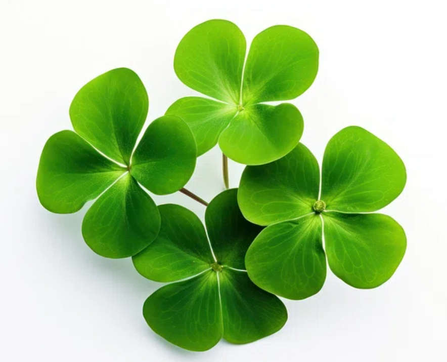 4-LEAF CLOVER BULBS -  2X BULBS