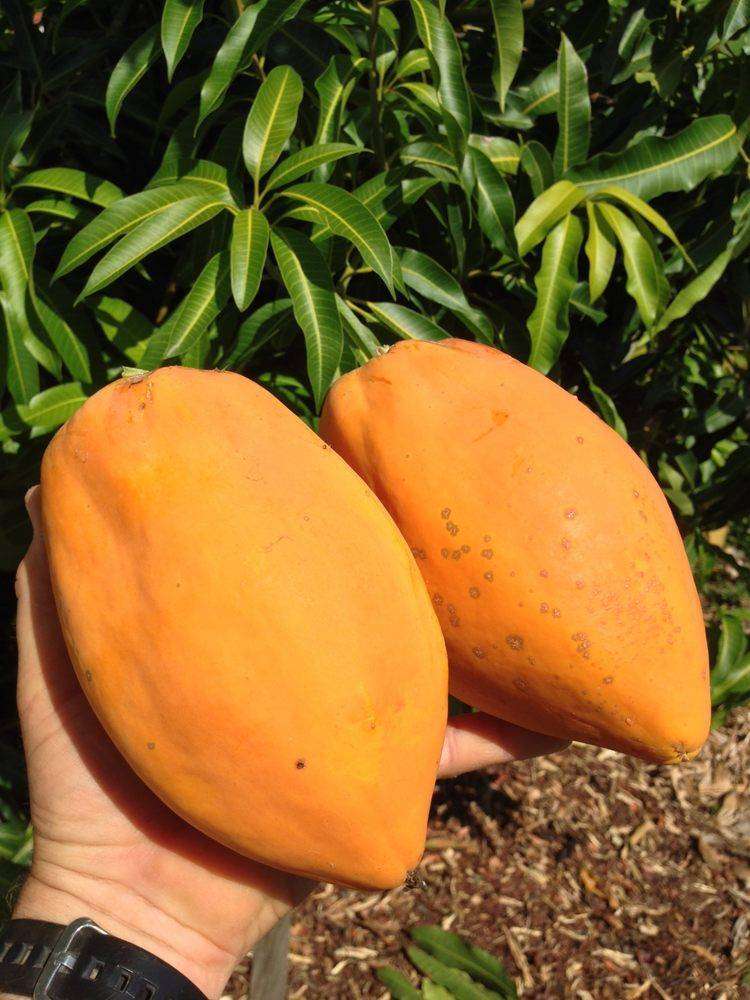 PAPAYA  AFRICAN GOLD -  15 Seeds