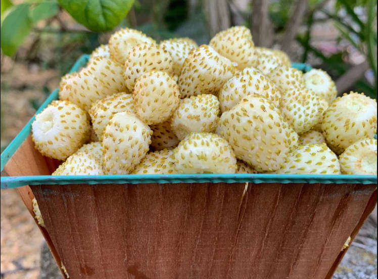 WHITE ALPINE BERRY - Fragaria vesca - 10 Seeds