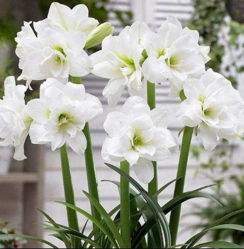 FLOWERS -  AMARYLLIS WHITE  "species 'CHRISTMAS GIFT' "  - 10 SEEDS