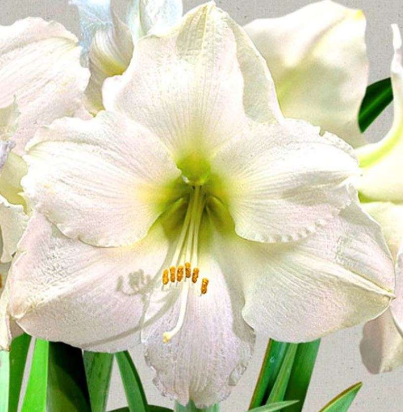 FLOWERS -  AMARYLLIS WHITE  "species 'CHRISTMAS GIFT' "  - 10 SEEDS