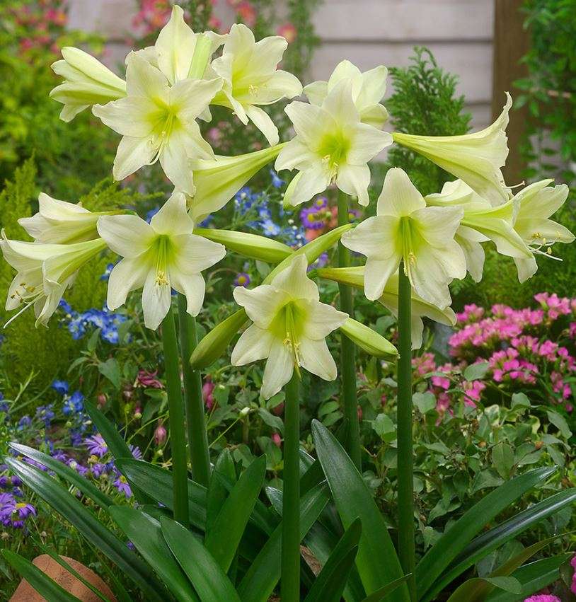 AMARYLLIS SONATINI MARRAKESH Flower  - 10 Seeds