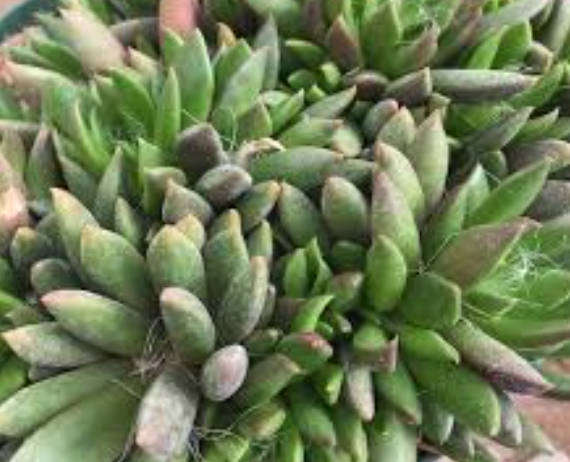 ANACAMPSEROS LANCEOLATA   -  10 Seeds   -  Caudex Succulent