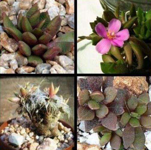 ANACAMPSEROS LANCEOLATA   -  10 Seeds   -  Caudex Succulent